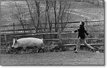 [Jamie Wyeth and Pig]